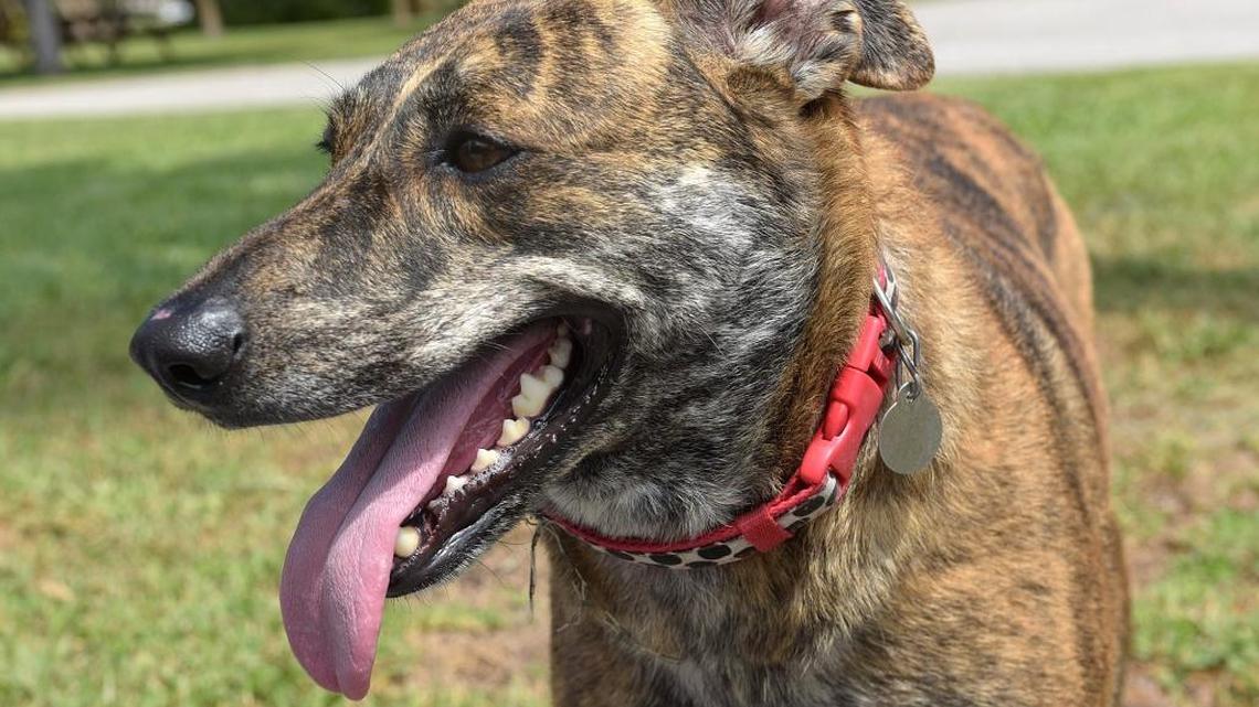 Pets of the week: May 20