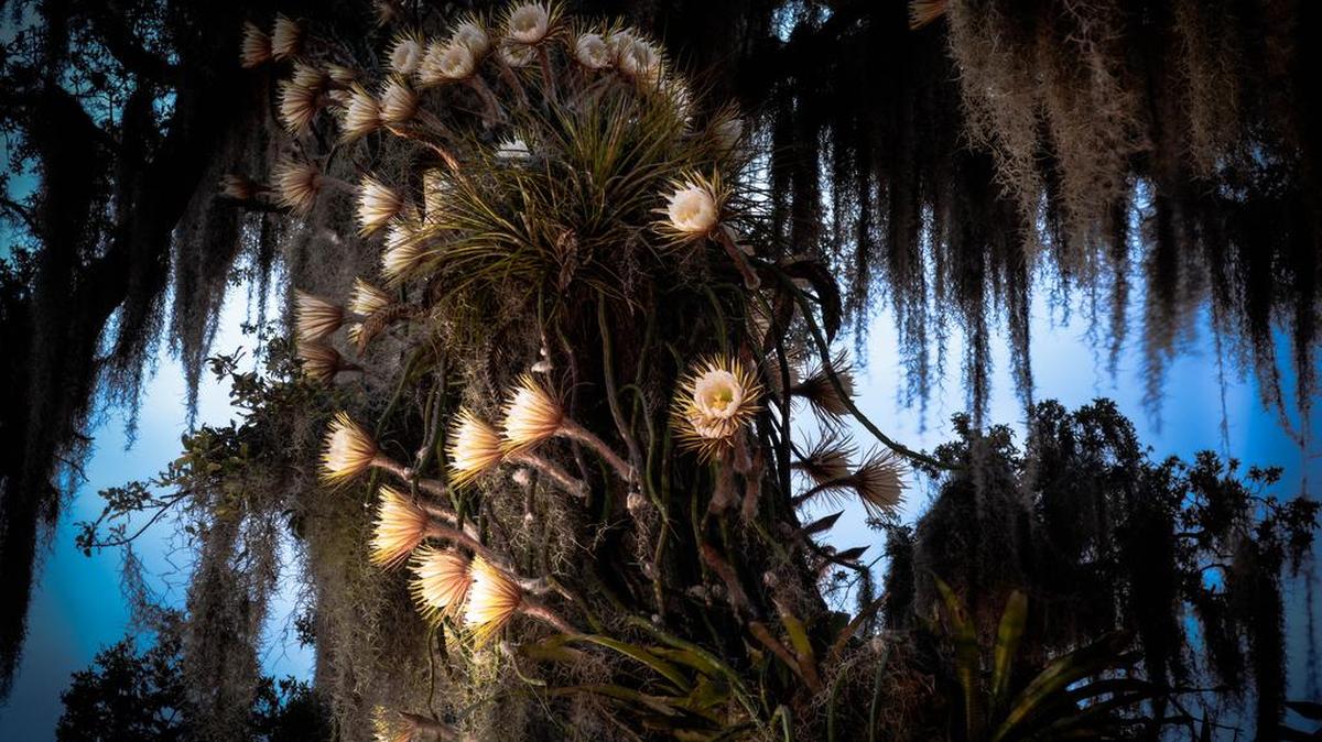 Selenicereus is an epiphytic, lithophytic and terrestrial cactus genus found in Central America, the Caribbean and northern South America. On a single night each year, as twilight moves to night, spectacular blossoms open up all along the length of the plant for a few brief hours. Then, as dawn creeps in on the horizon, the petals close up and the show ends. The cactus will bloom tonight at Selby Gardens in Sarasota.