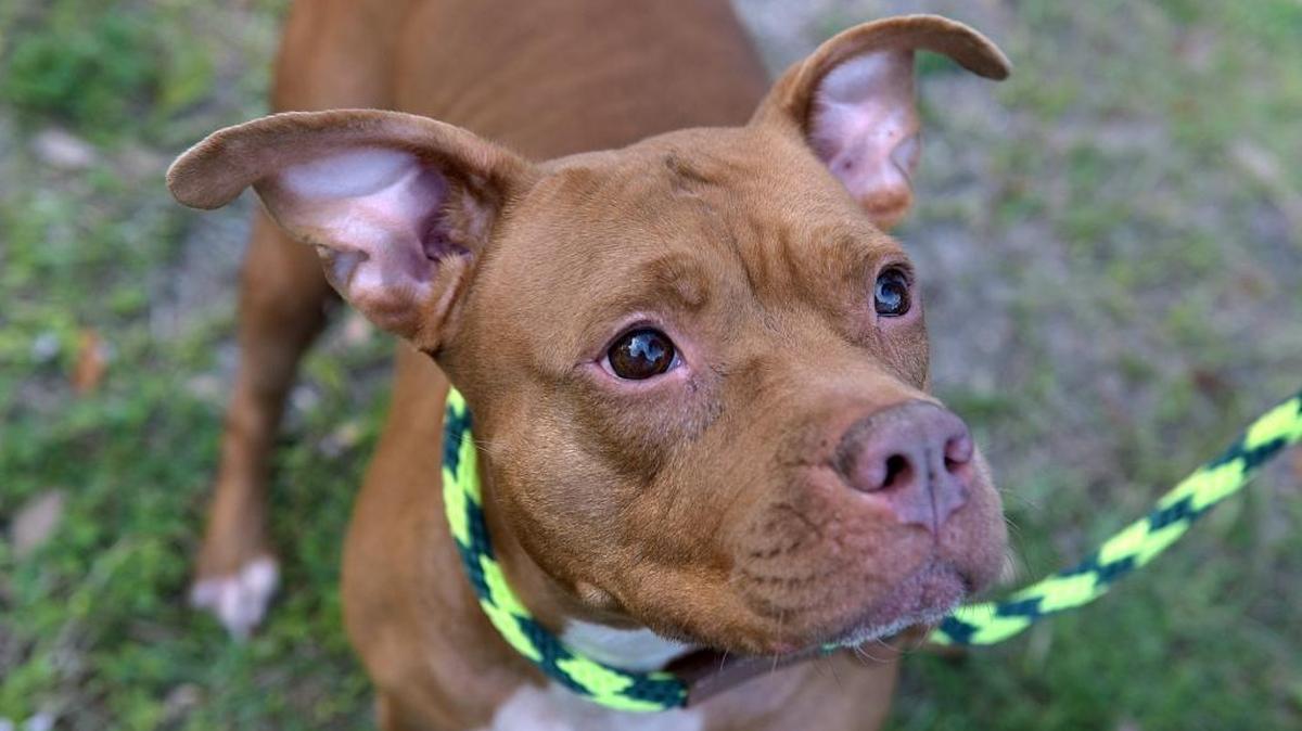 Bourbon, a red-and-white pit terrier, is available for adoption at the Manatee County Services in Palmetto. She is about 2 years old and weighs 49 pounds. Her adoption fee is $80.