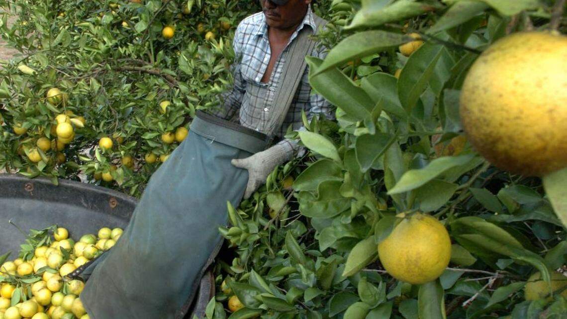 Rep. Vern Buchanan's Buchanan’s Emergency Citrus Disease Response Act could help save jobs and Florida's citrus industry.