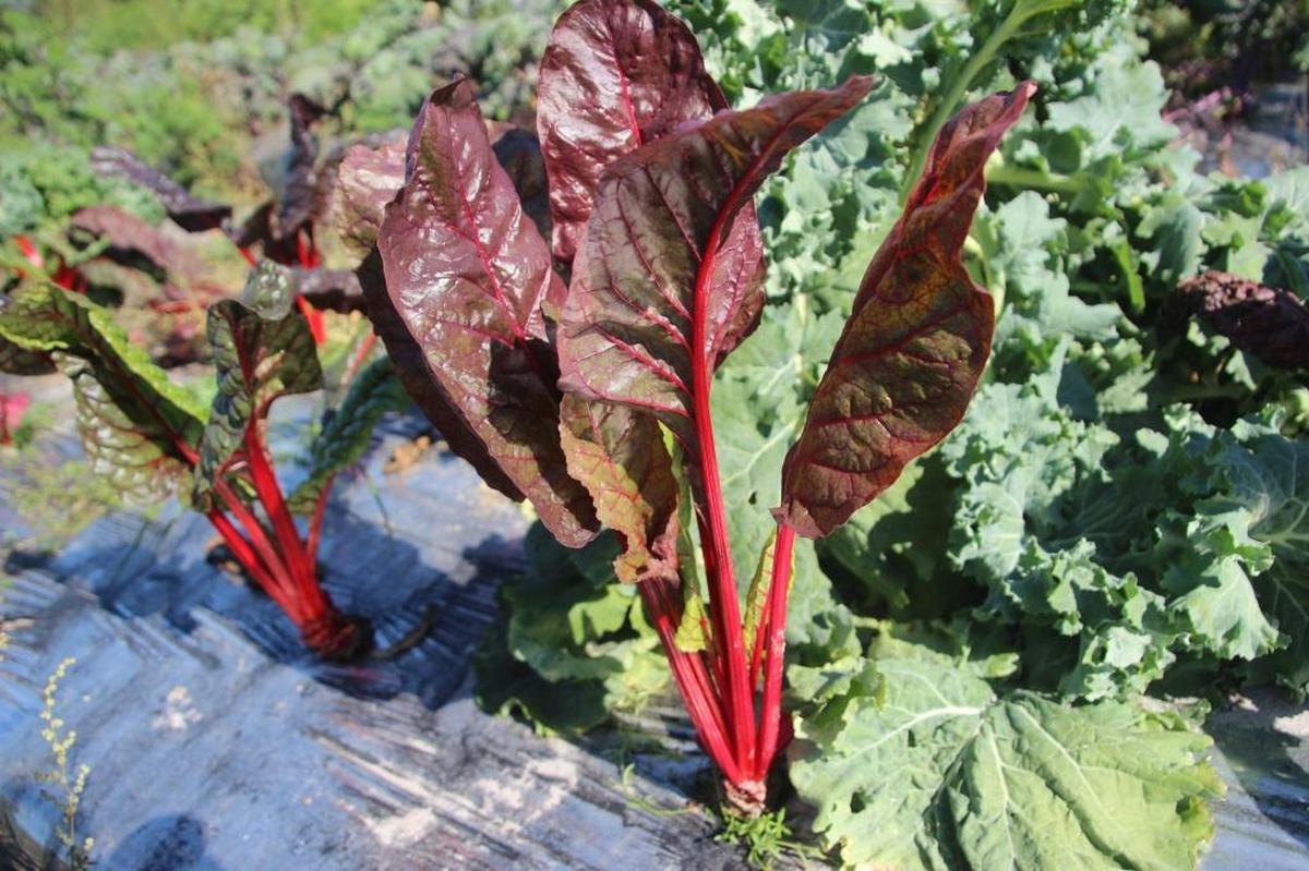 Some believe chard is the next super food. Chard, with its distinctive red stalks, is frequently used in Mediterranean cooking.