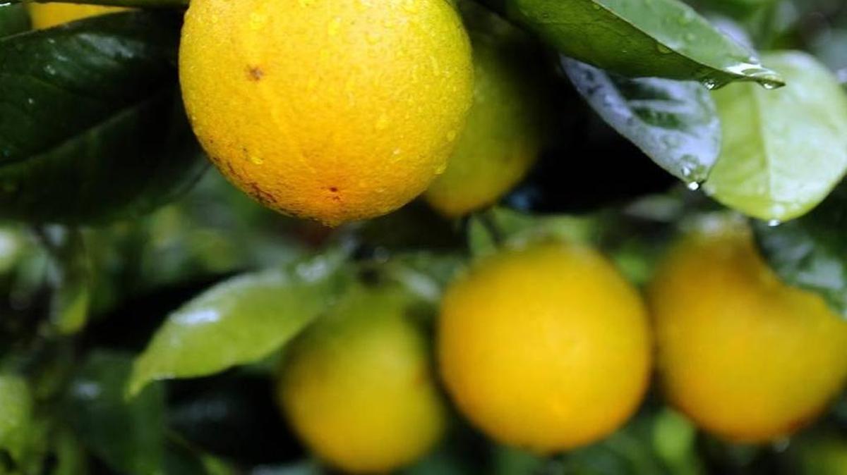 Almost 5,000 acres of orange grove land was purchased in Manatee, DeSoto, Highlands and Hardee counties earlier this month.