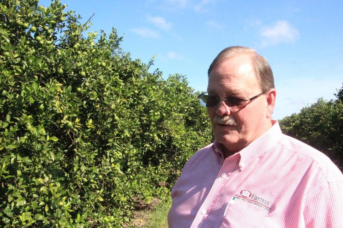 Gary Bradshaw, president of SMR Farms, stands in an orange grove at Lakewood Ranch, where greening is a concern.