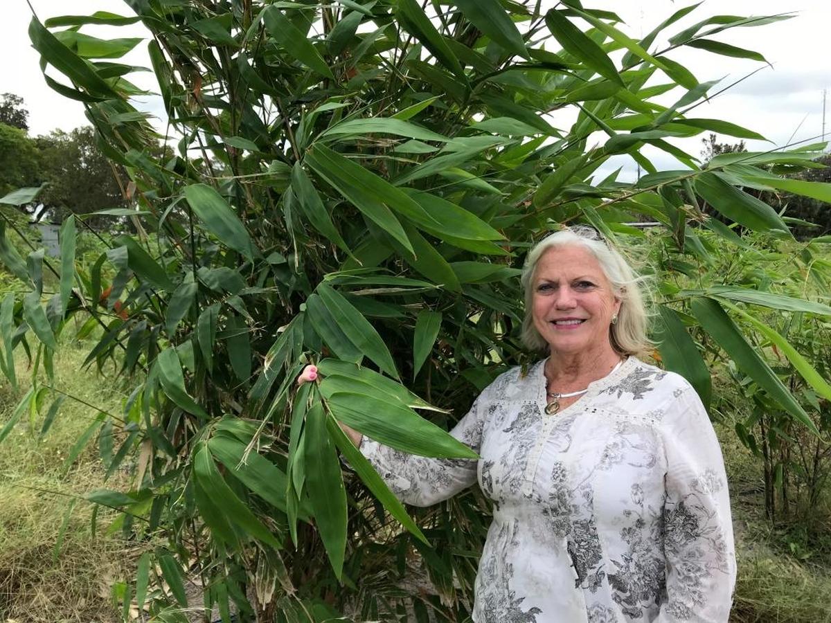 Janet Mixon stands with some of the bamboo at Mixon Fruit Farms. The crop was planted last October, and the first harvest should be in about 18 months.