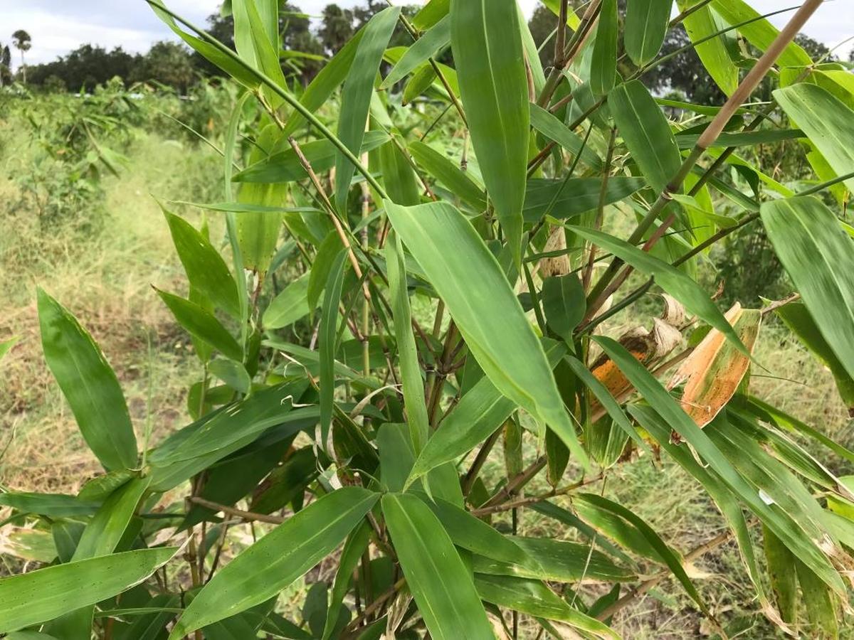 Mixon Fruit Farms is now growing about eight acres of bamboo at 2525 27th St. E. in Bradenton.