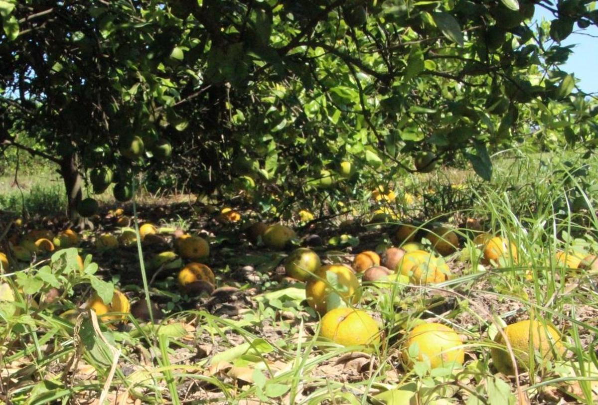 Florida’s beleaguered citrus crop seemed to be rebounding – until Hurricane Irma hit the state. An estimated 10 percent of fruit was knocked off trees at SMR Farms. The damage was worse in Central Florida.