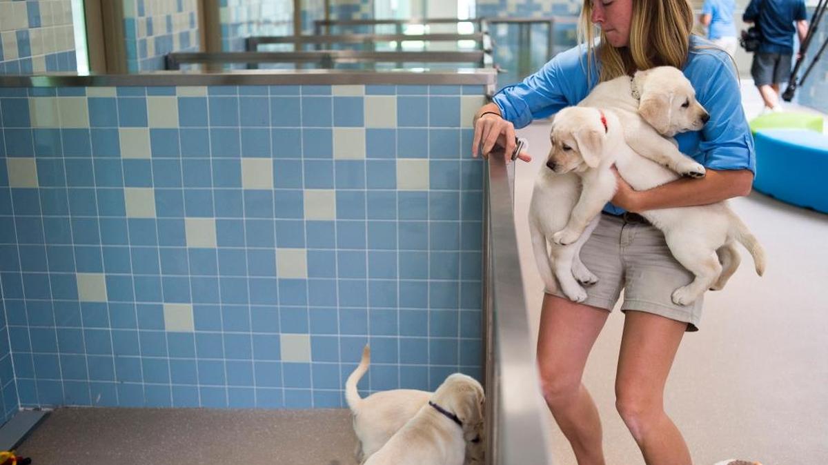 There are many opportunities to volunteer at the Southeastern Guide Dogs facility in Palmetto that has matched more than 2,500 dogs to people with visual impairments.