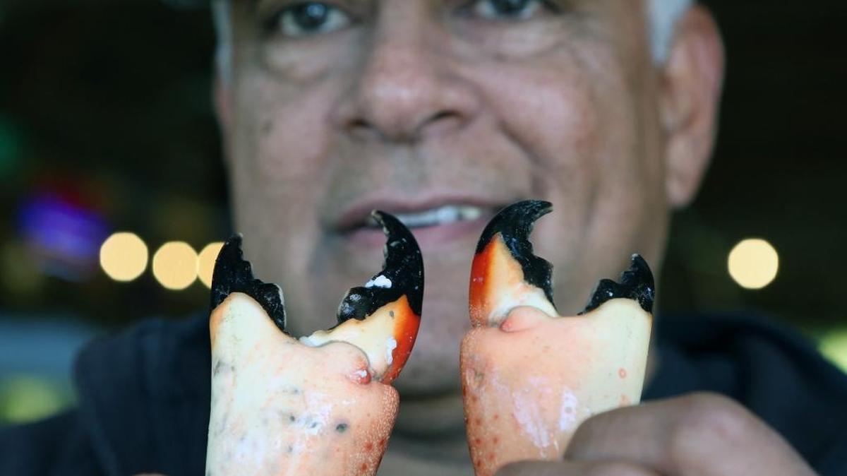Walter Flores holds a pair stone crab claws at his Golden Rule Seafood shop in Palmetto Bay, where the Florida delicacy is fetching high prices because of a shortage in catches. Commercial trappers hope the recent cold fronts could revive the season.