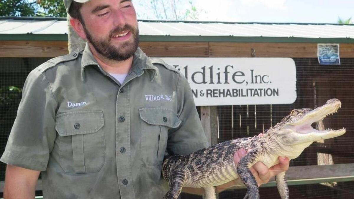 Damen Hurd with Wildlife, Inc. holds a baby alligator at Mixon Fruit Farm’s Wildlife Refuge.