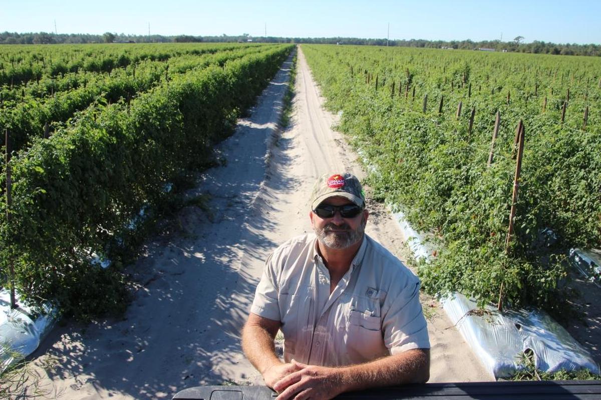 Larry Moss is farm manager at Lipman Family Farms in Duette. The company, with operations in Manatee and Collier counties, grows 75 million pounds of tomatoes a year.