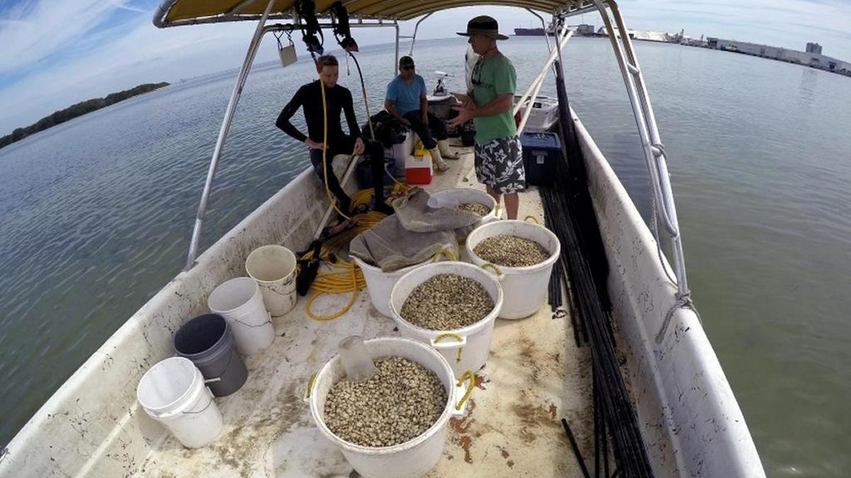 In an early step of the project to support a healthier Tampa Bay, clam seeds are prepared for placement under protective netting before release in waters off Port Manatee.