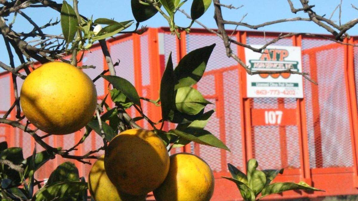 The Florida citrus crop is expected to decline 14 percent in 2016-2017.