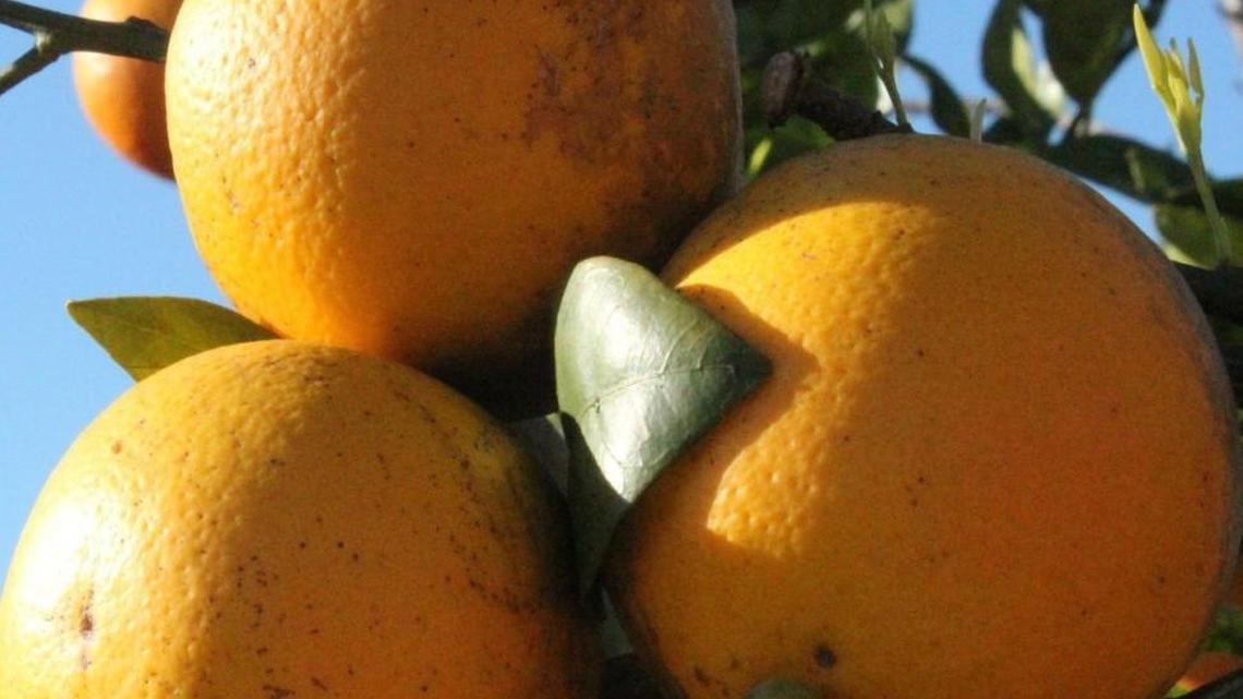 An estimated 62,000 people depend on Florida citrus for their jobs.