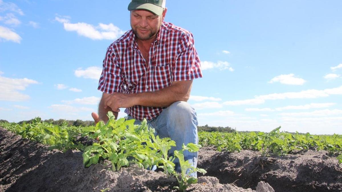 Alan Jones checks some of his young potato plants on his farm north of Buckeye Road. He and his wife Leslie recently received a national award for their environmental stewardship from American Vegetable Grower magazine.