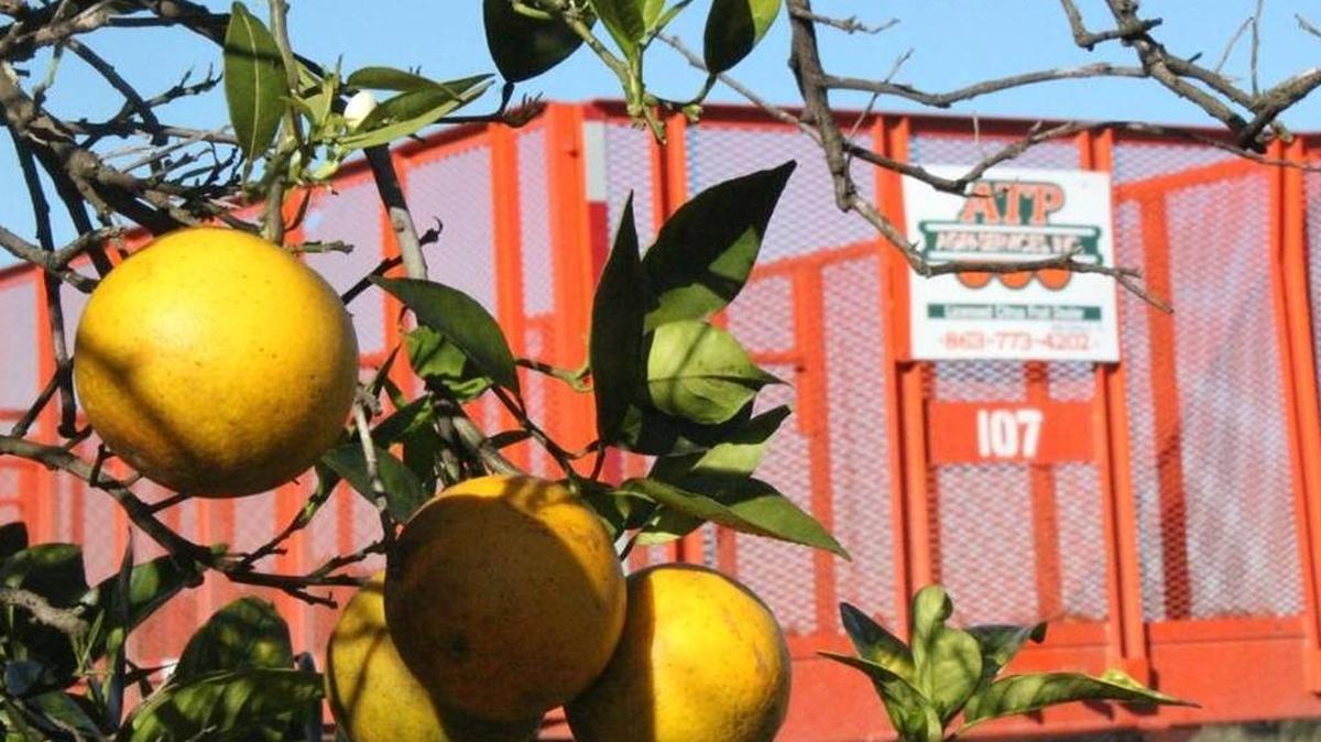 Florida is the world’s second-largest orange juice producer, and the crop has contracted for years because of citrus greening and is poised to shrink to what could be the smallest harvest in five decades.