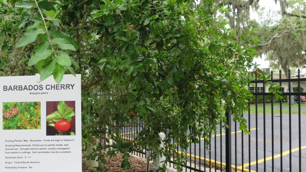 The Barbados cherry tree at the Manatee County Extension Office in Palmetto.