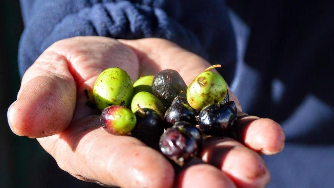 Gourmet foods company enters West Florida market through Port Manatee