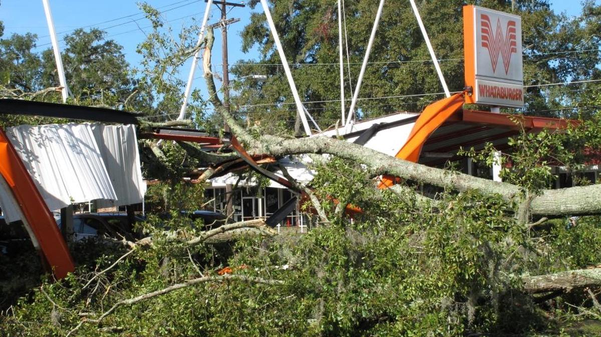 A large oak tree toppled over a Whataburger restaurant in Tallahassee during Hurricane Hermine.