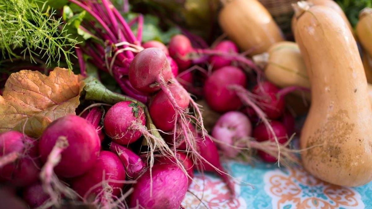 Radishes and squash as seen at a Manatee County farmers market.