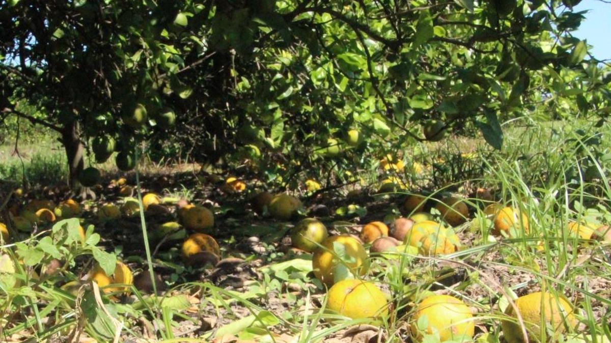 Florida’s bealeaguered citrus crop seemed to be rebounding, until Hurricane Irma hit the state. An estimated 10 percent of fruit was knocked off trees at SMR Farms.