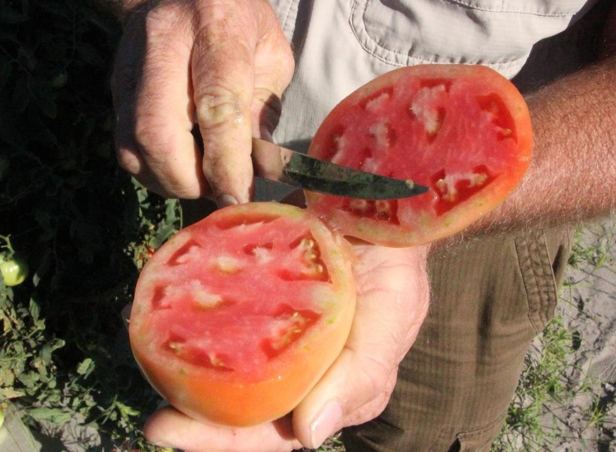 Lipman Family Farms harvests tomatoes in October and November, and growers check regularly to see when the fruit is ready to be harvested.