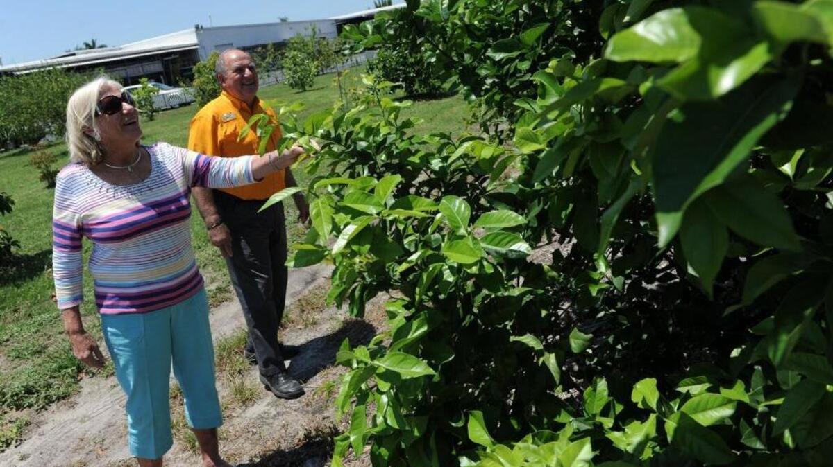 Janet and Dean Mixon share their promising results using AgriSolv to combat several diseases plaguing groves on their property at Mixon Fruit Farms in Bradenton. On Monday Gov. Rick Scott signed a bill related to agritourism and highlighted $25 million in funding for the citrus industry as the citrus-growing season in Florida comes to an end.