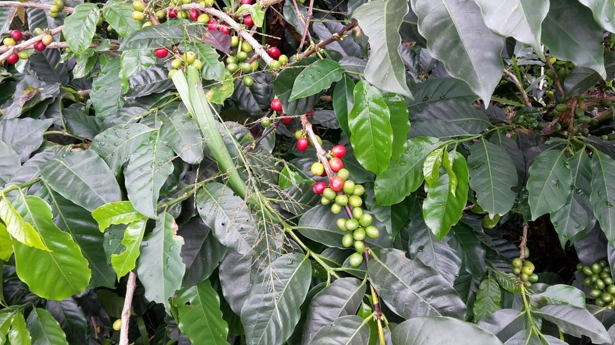 Arabica coffee shrubs as seen in Colombia.