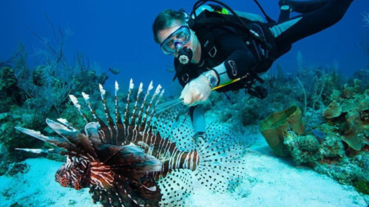 Guy Harvey diving for lionfish. Harvey’s Fort Lauderdale-based Outpost Resorts is launching a seven-day diving excursion in Cuba.