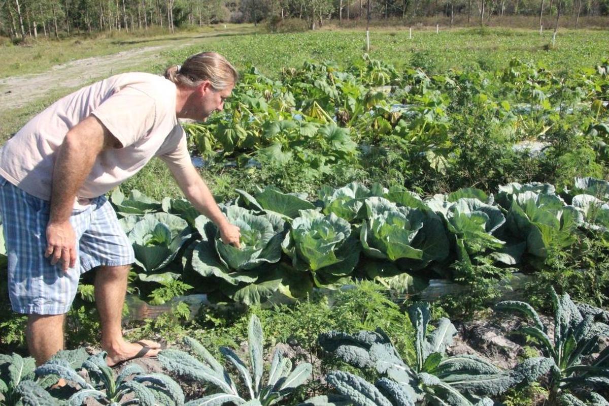Robert Baugh checks on the heads of lettuce growing at at Gamble Creek Farm. The 26-acre farm produces certified organic produce in row crops and in hydrophonic stacks.