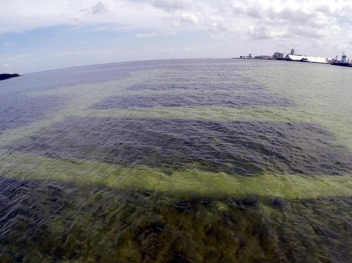 Cover nets protect clams in Tampa Bay off Port Manatee, allowing the bivalves to safely fulfill their task of keeping waters clearer, thus helping seagrass and other native species proliferate.