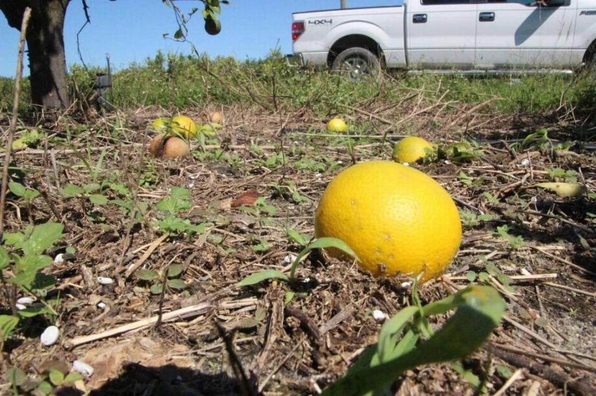An estimated 10 percent of oranges was knocked off trees at SMR Farms in Lakewood Ranch during Hurricane Irma.