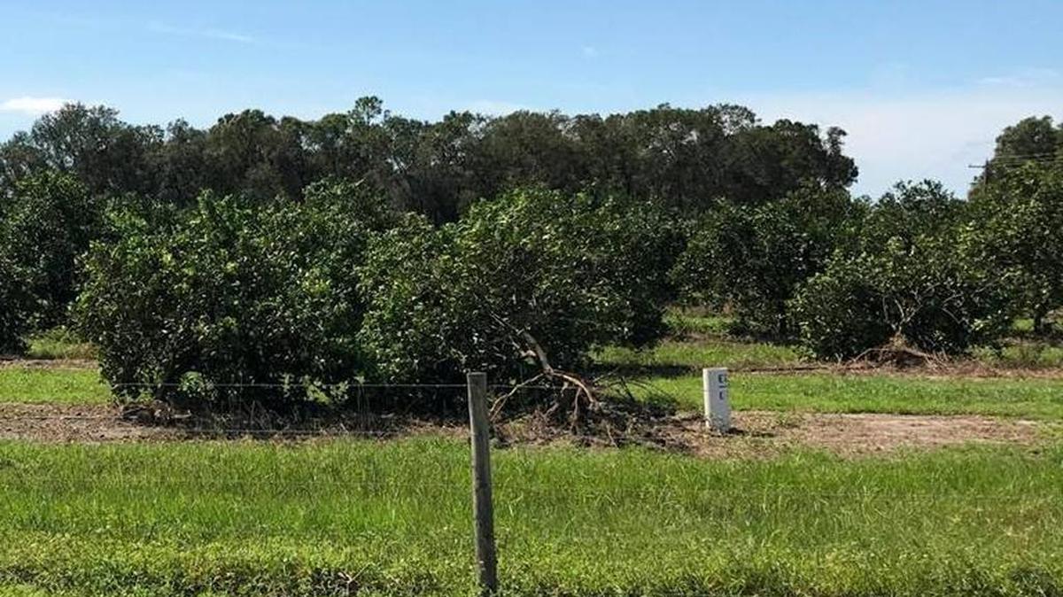 Disaster unemployment assistance is available in Manatee and Sarasota counties in the wake of Hurricane Irma, and it covers farm and ranch owners, among others, not normally covered by Florida’s 13-week re-employment assistance benefits.