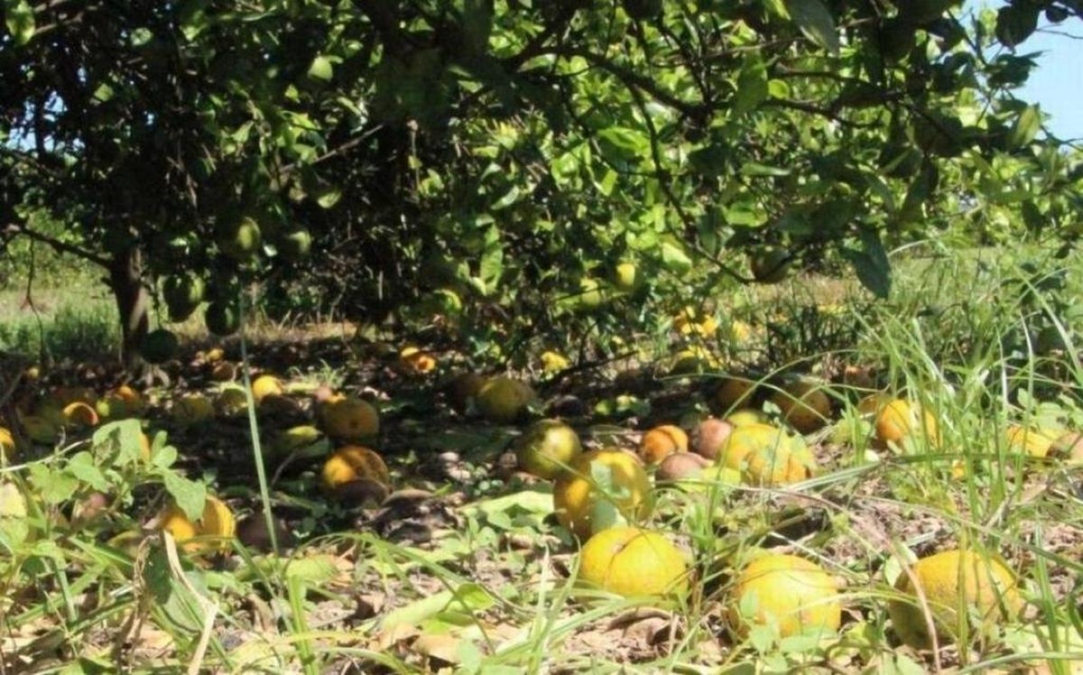 Florida’s beleaguered citrus crop seemed to be rebounding – until Hurricane Irma hit the state last month. Orange growers in the state are expected to harvest 54 million boxes during the 2017-18 season, the fewest since 1947.