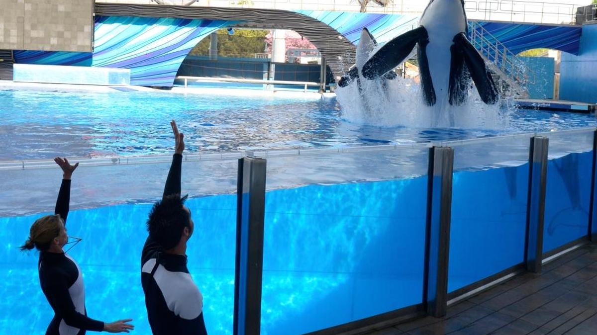 In court documents filed last week, the U.S. Department of Justice asked a California judge to temporarily pause depositions in an ongoing shareholders lawsuit against the SeaWorld chain.