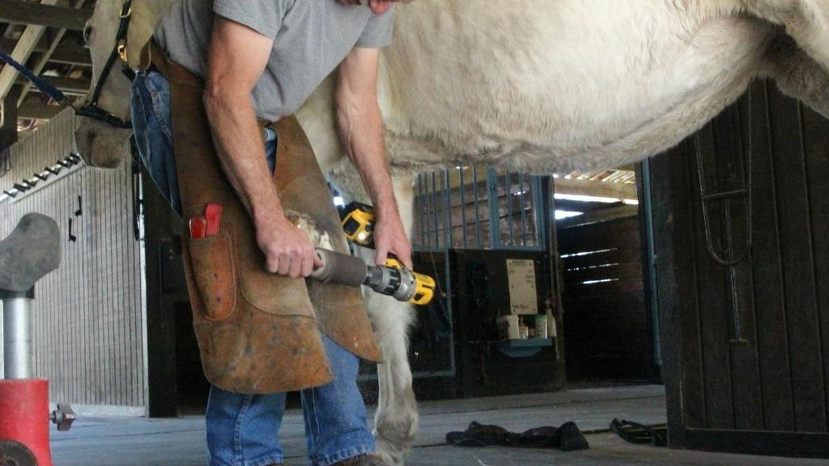 Hesse Leiphart grinds the hoof of a 30-year old horse named ‘Mary Jane’ at the Longbranch Stable in Parrish.