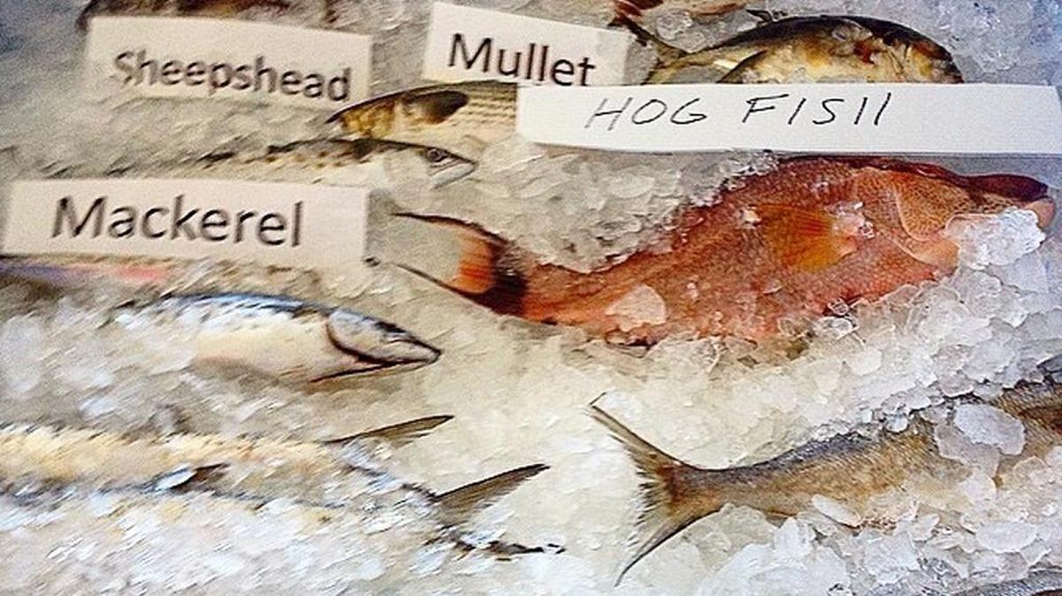 A fish display from the 2015 Cortez Commercial Fishing Festival