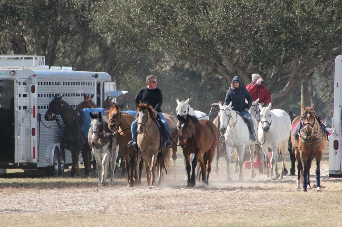 A string of polo ponies get some exercise on Friday. The polo season at Lakewood Ranch opens to the public on Sunday.