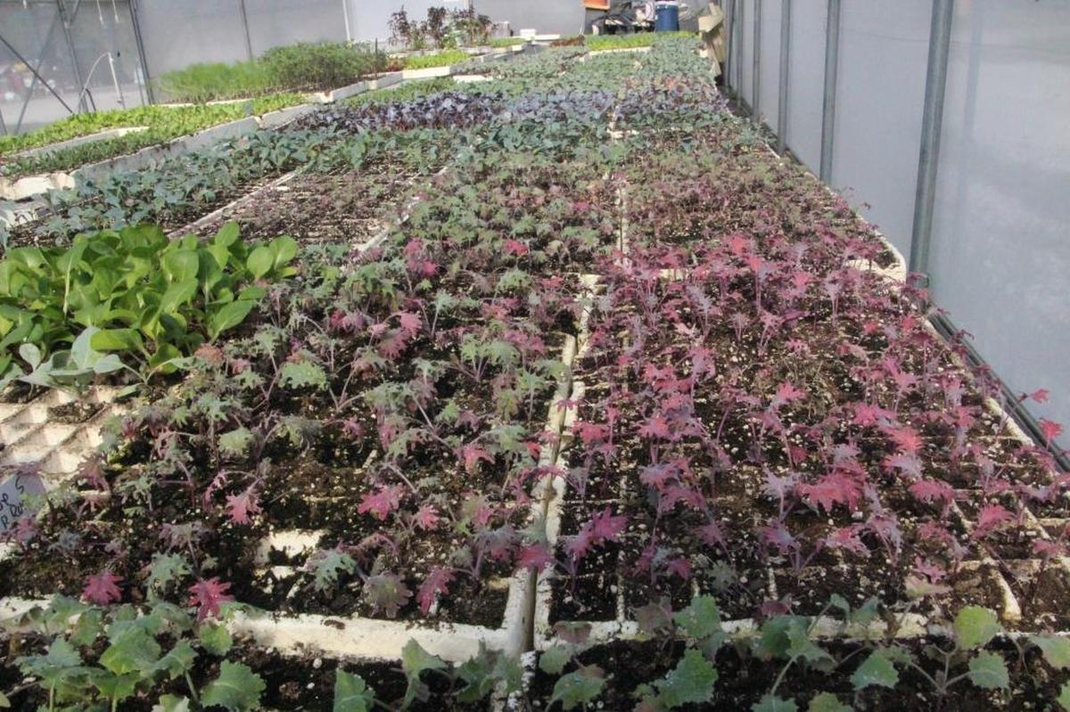 Produce at Geraldson Farm Market starts life as seedlings in the Gamble Creek Farm nursery. The purple leafy vegetables are kale.