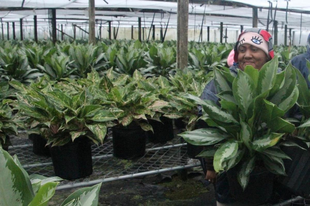 Despite the raw weather conditions outside, workers were preparing a shipment of aglaonema Wednesday at Bradenton’s Suncoast Nursery, Inc.