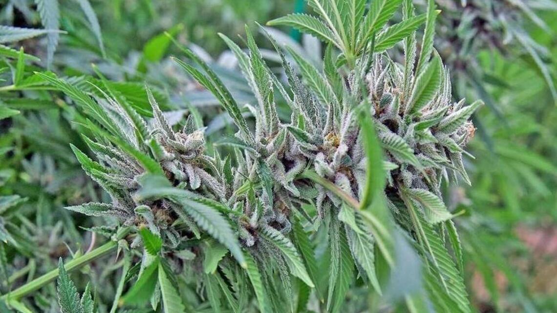 Why hasn’t Florida followed through with special marijuana license for a Black farmer?