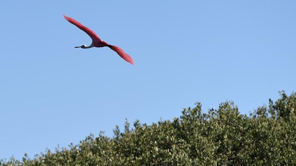 Longboat Key leaving cleanup of massive sewage spill near Sarasota Bay to Mother Nature