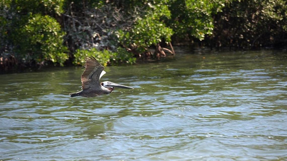 Longboat Key spilled 26 million gallons of sewage. The cleanup has not started yet