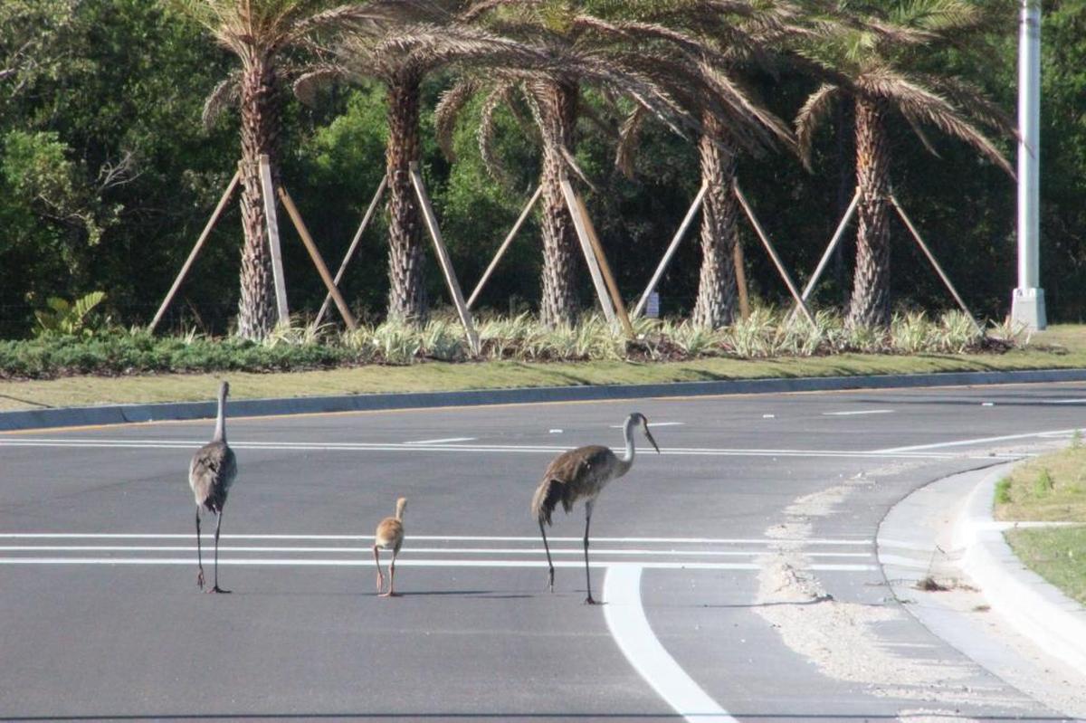 A sandhill crane family takes a stroll down Lakewood Ranch Boulevard at Perimeter Road, where there is more wildlife than people. That is beginning to change in Lakewood Ranch’s Waterside community.