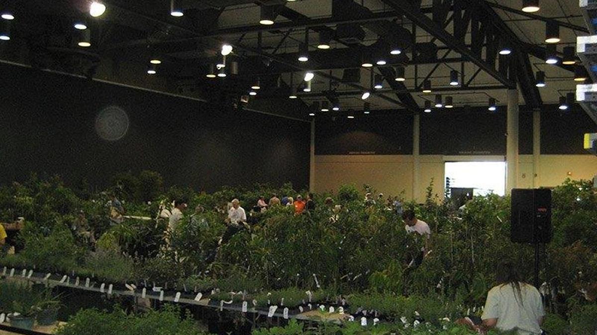 The Bradenton Area Convention Center is filled with rare fruit trees and plants during the annual Manatee Rare Fruit Council Rare Fruit Tree Sale. The sale is 10 a.m. to 4 p.m. Sunday.