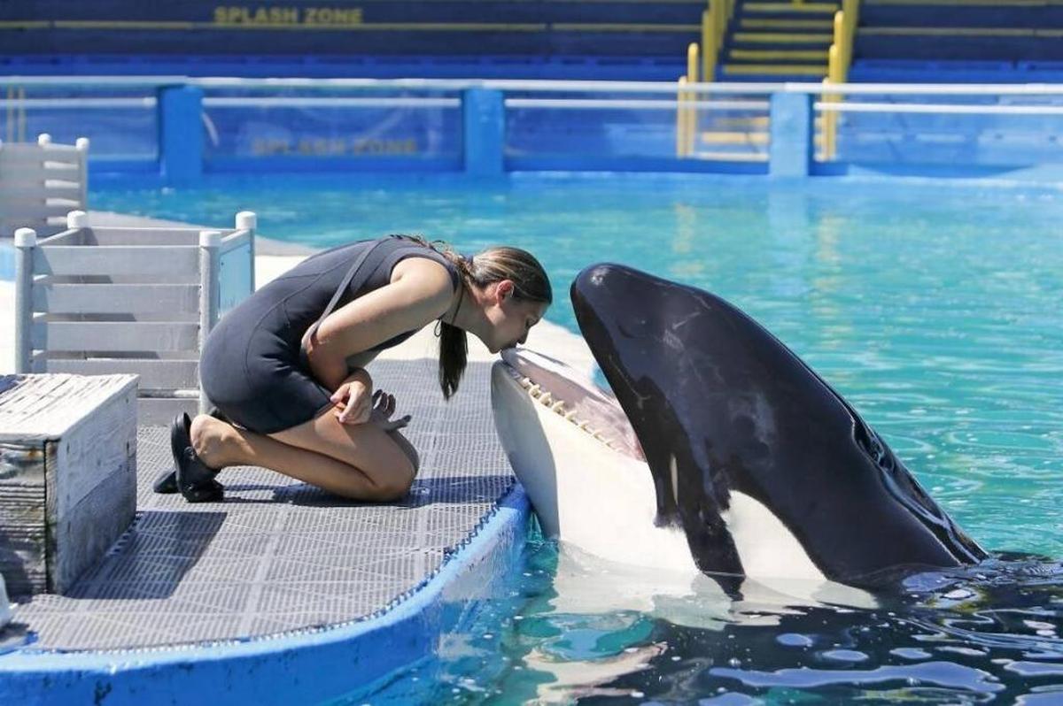 Miami Seaquarium manager of animal training Marni Wood kisses Lolita the killer whale at the Miami Seaquairum on Wednesday, Aug. 30, 2017, in Key Biscayne.