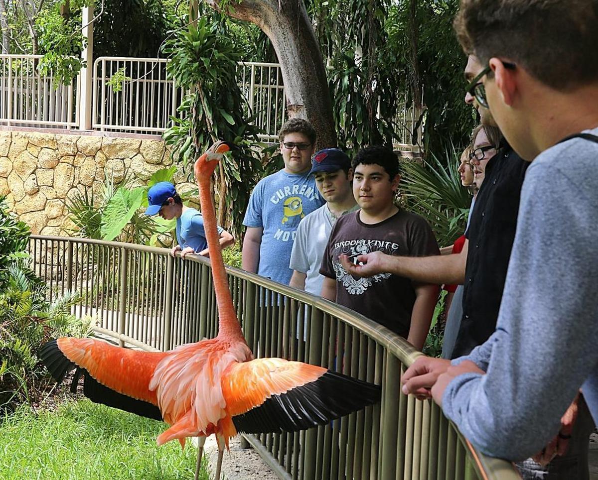 A Flamingo reacts as visitors feed him at the Flamingo Lake at Jungle Island in Miami.
