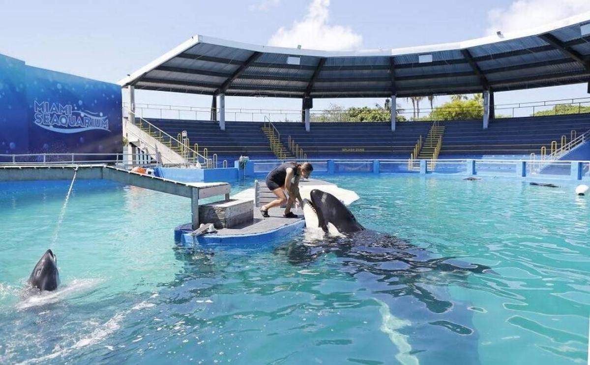 Miami Seaquarium manager of animal training Marni Wood working with Lolita the killer whale at the Miami Seaquairum on Wednesday, Aug. 30, 2017, in Key Biscayne.