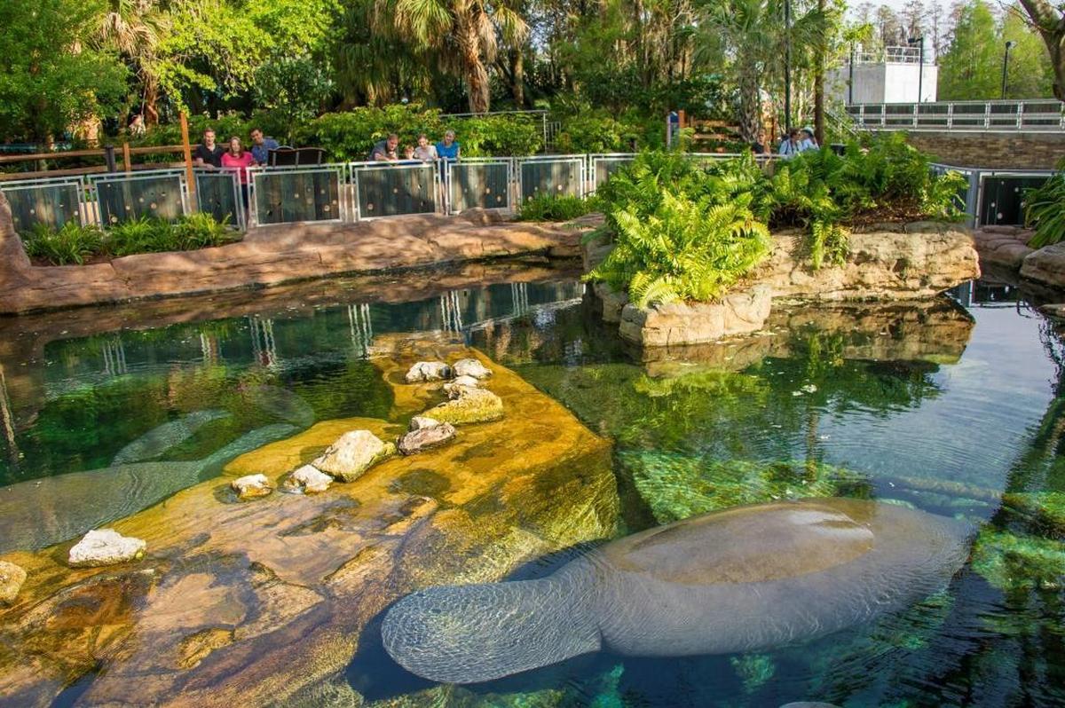 Looking to educate its guests about animals, SeaWorld has opened its manatee rehab center to public viewing.