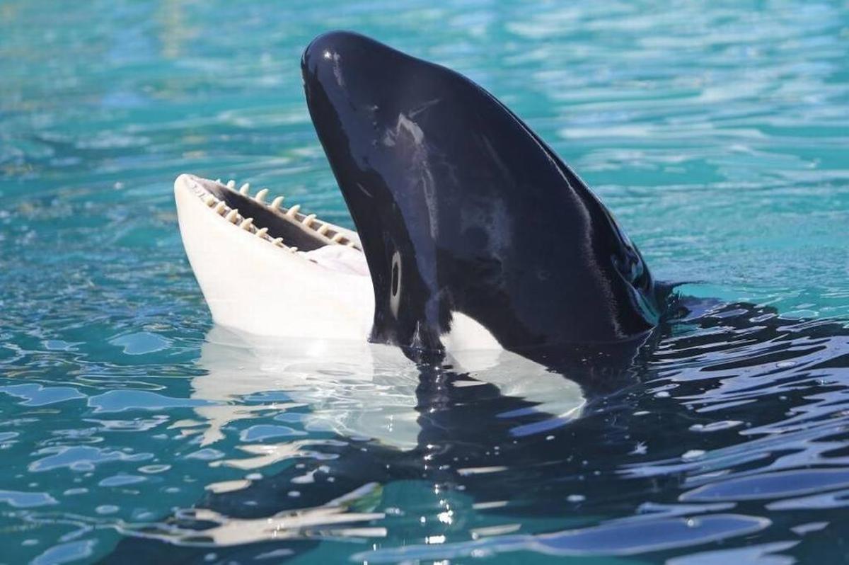 Lolita the killer whale swimming at the Miami Seaquairum on Wednesday, Aug. 30, 2017, in Key Biscayne.