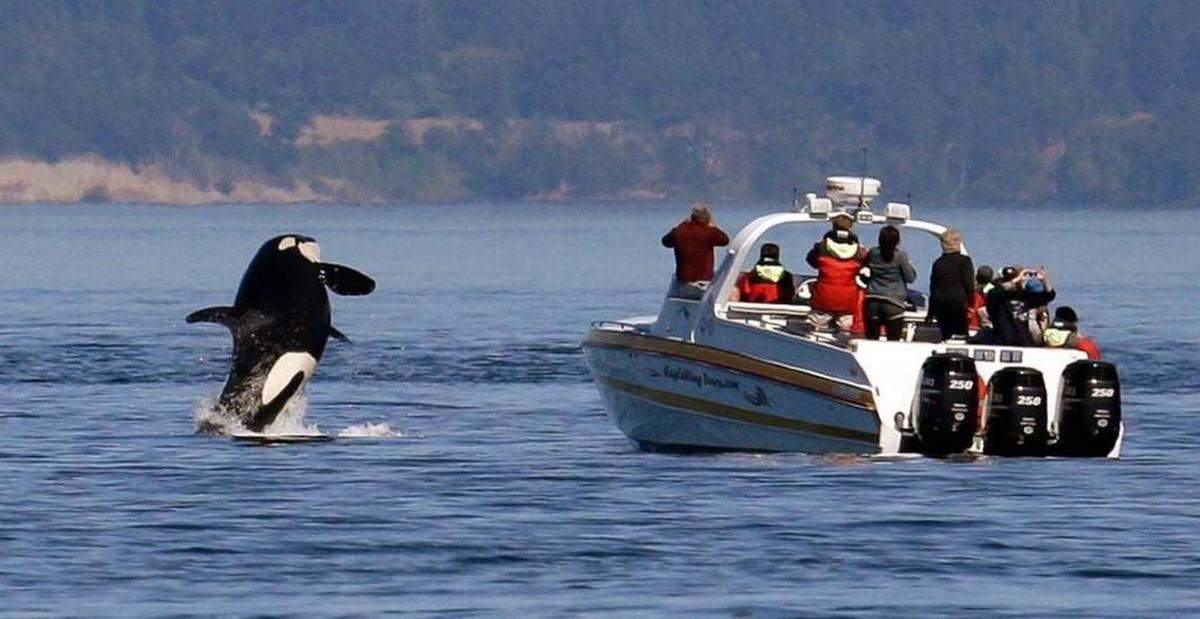 In this photo taken July 31, 2015, an orca whale leaps out of the water near a whale watching boat in the Salish Sea in the San Juan Islands, Washington.